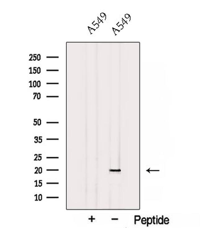 PC4 Antibody in Western Blot (WB)