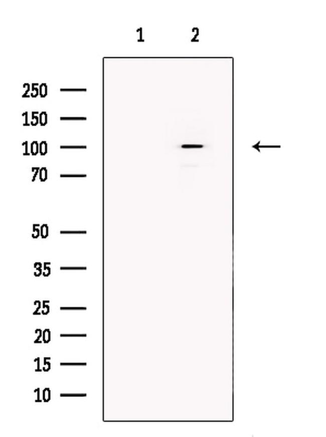 SULF1 Antibody in Western Blot (WB)