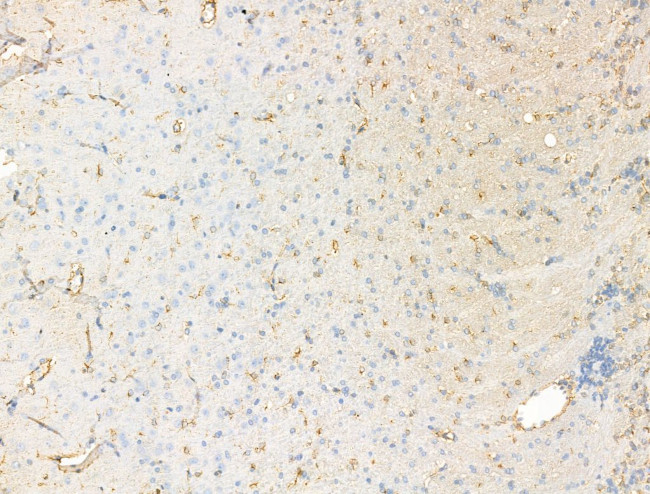 Synaptotagmin 5 Antibody in Immunohistochemistry (Paraffin) (IHC (P))