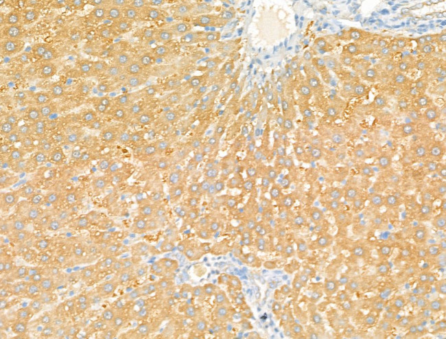 Syntaxin 2 Antibody in Immunohistochemistry (Paraffin) (IHC (P))