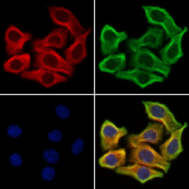 Syntrophin alpha-1 Antibody in Immunocytochemistry (ICC/IF)