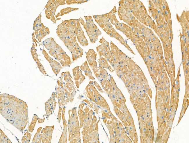 Syntrophin alpha-1 Antibody in Immunohistochemistry (Paraffin) (IHC (P))