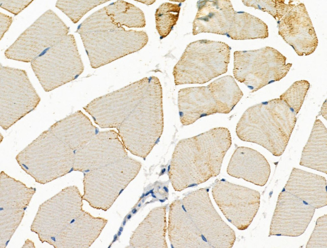 Syntrophin alpha-1 Antibody in Immunohistochemistry (Paraffin) (IHC (P))