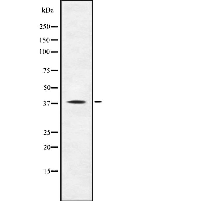 TAAR1 Antibody in Western Blot (WB)