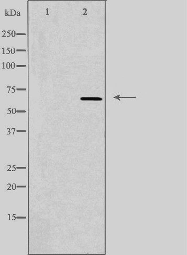 TAF5L Antibody in Western Blot (WB)