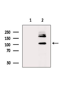 JIK Antibody in Western Blot (WB)