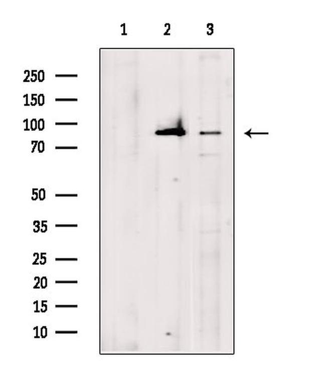 TAP1 Antibody in Western Blot (WB)
