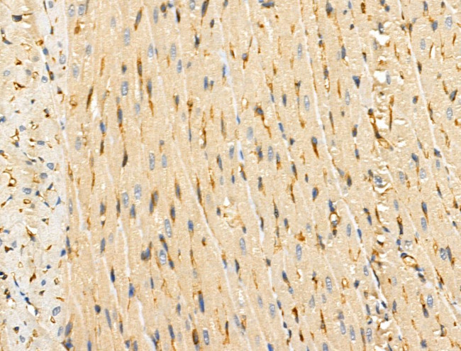 TCF7 Antibody in Immunohistochemistry (Paraffin) (IHC (P))