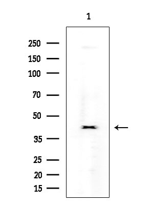 Cripto Antibody in Western Blot (WB)