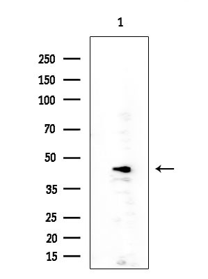 Cripto Antibody in Western Blot (WB)