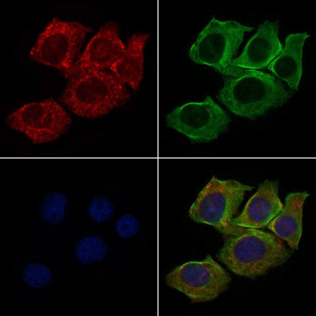 Cripto Antibody in Immunocytochemistry (ICC/IF)