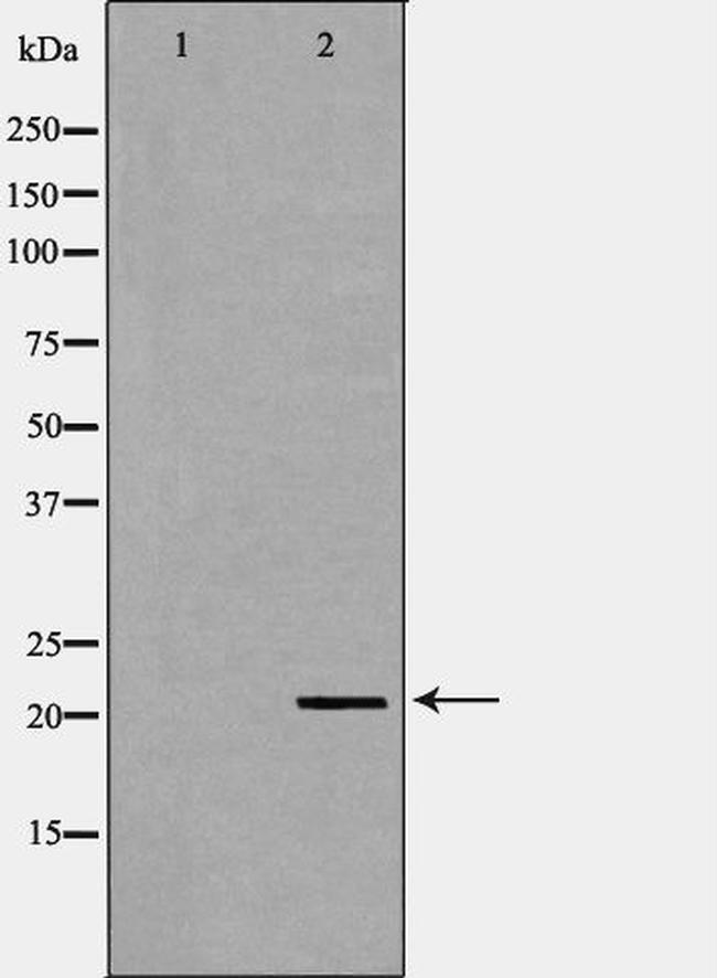 Cripto Antibody in Western Blot (WB)