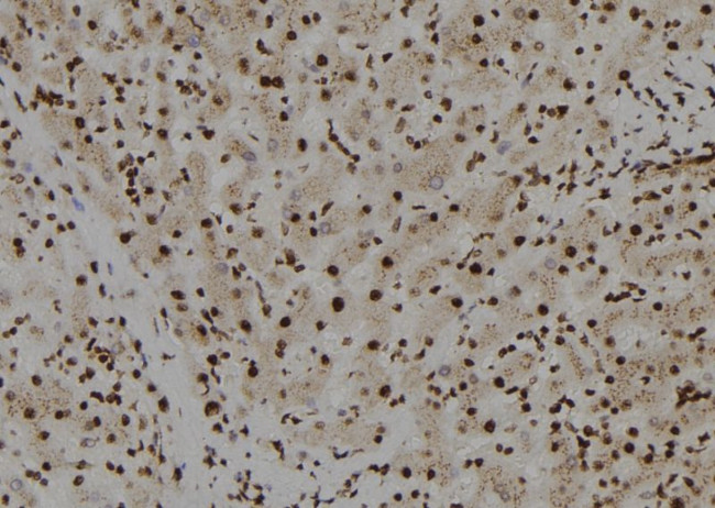 TFCP2L1 Antibody in Immunohistochemistry (Paraffin) (IHC (P))