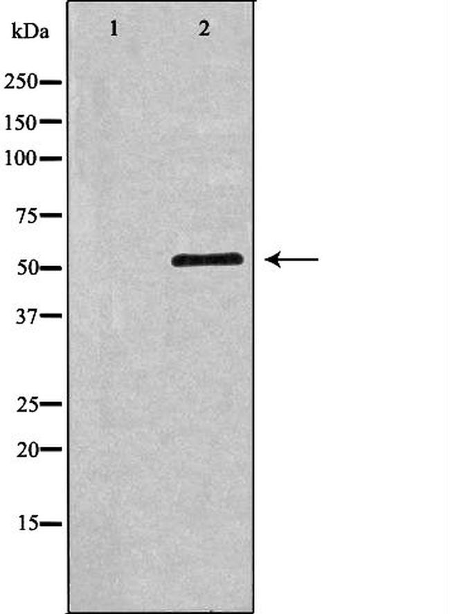 TFEB Antibody in Western Blot (WB)