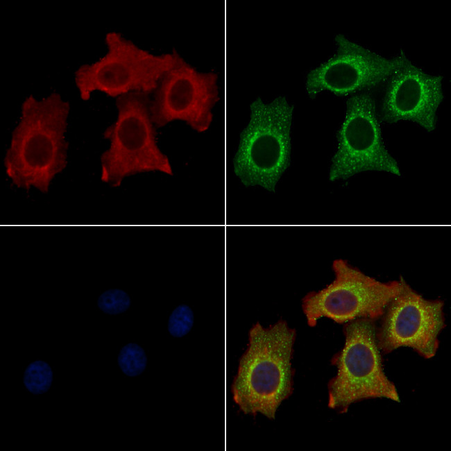 TFPI Antibody in Immunocytochemistry (ICC/IF)