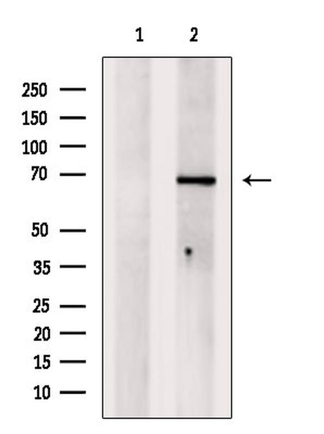 TGFBI Antibody in Western Blot (WB)