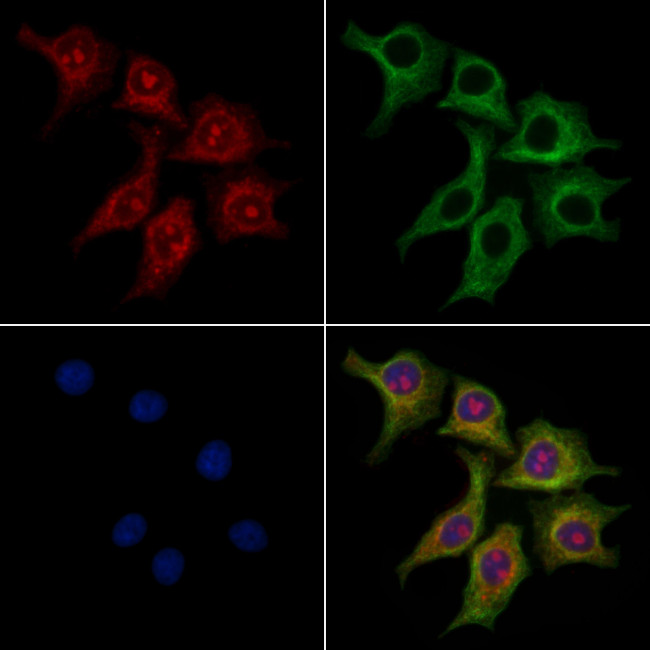 TIM-4 Antibody in Immunocytochemistry (ICC/IF)