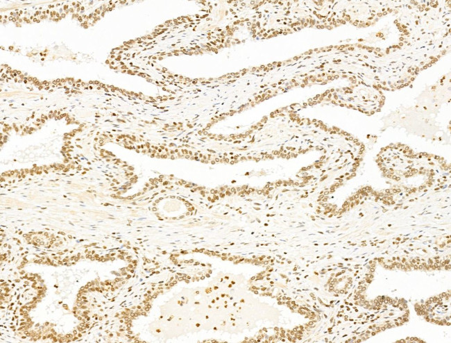 TIM-4 Antibody in Immunohistochemistry (Paraffin) (IHC (P))