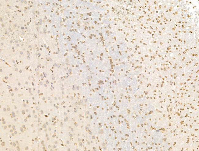 TIM-4 Antibody in Immunohistochemistry (Paraffin) (IHC (P))