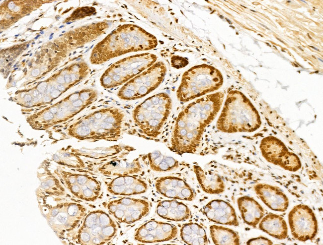 TIM-4 Antibody in Immunohistochemistry (Paraffin) (IHC (P))