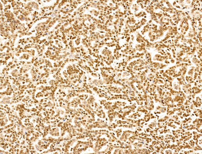 TIM-4 Antibody in Immunohistochemistry (Paraffin) (IHC (P))