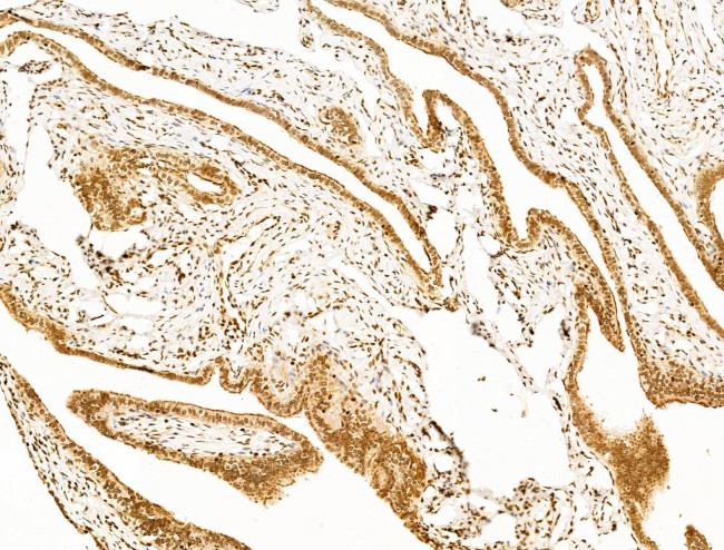 TIM-4 Antibody in Immunohistochemistry (Paraffin) (IHC (P))