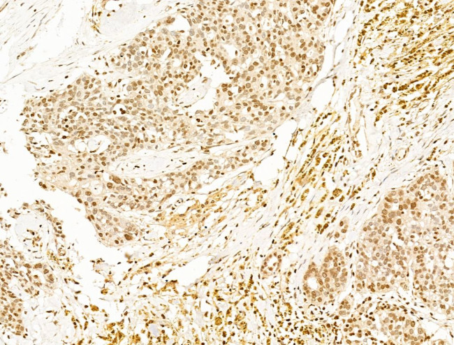 TIM-4 Antibody in Immunohistochemistry (Paraffin) (IHC (P))