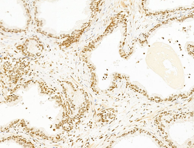 TIM-4 Antibody in Immunohistochemistry (Paraffin) (IHC (P))