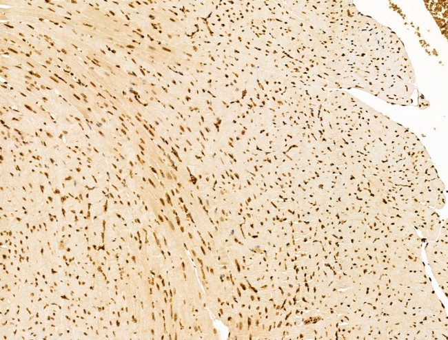 TIM-4 Antibody in Immunohistochemistry (Paraffin) (IHC (P))