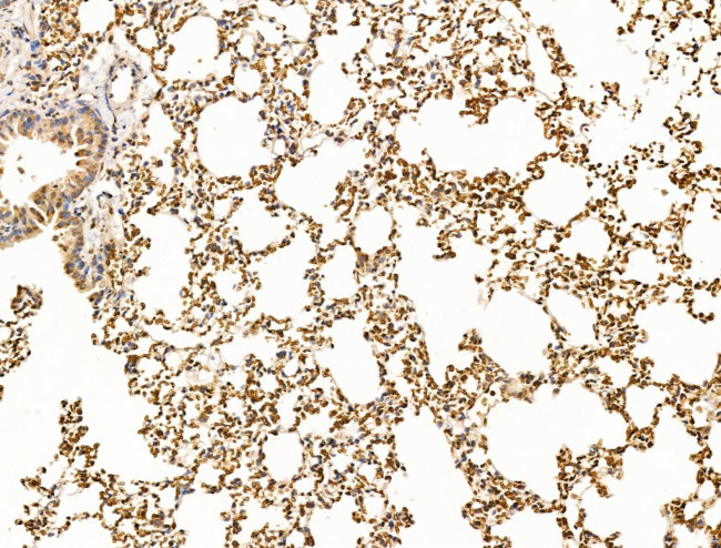 TIM-4 Antibody in Immunohistochemistry (Paraffin) (IHC (P))