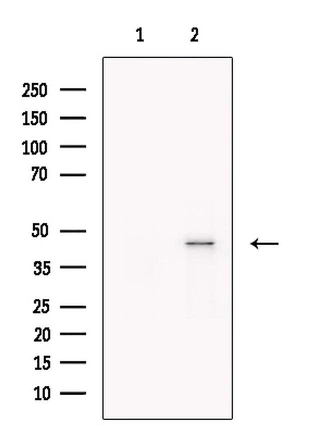 TIM-4 Antibody in Western Blot (WB)