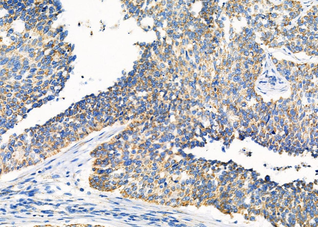 TNF beta Antibody in Immunohistochemistry (Paraffin) (IHC (P))