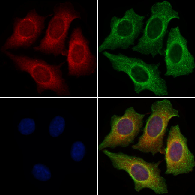 OX40L Antibody in Immunocytochemistry (ICC/IF)