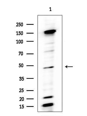 5T4 Antibody in Western Blot (WB)