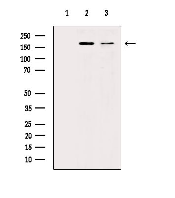 TRAP220 Antibody in Western Blot (WB)