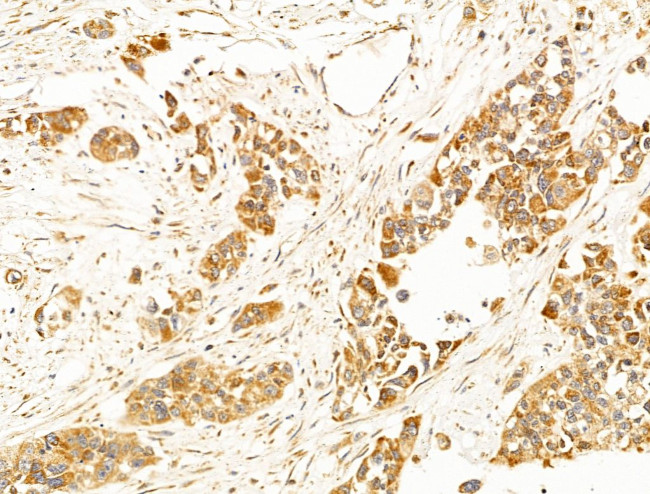 TROY Antibody in Immunohistochemistry (Paraffin) (IHC (P))