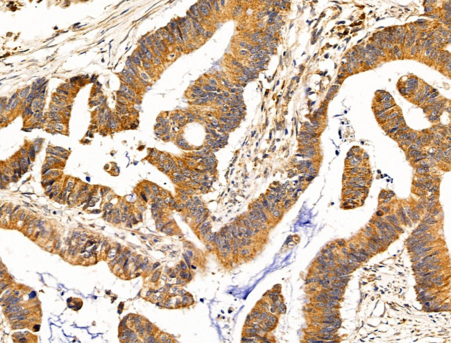 TROY Antibody in Immunohistochemistry (Paraffin) (IHC (P))