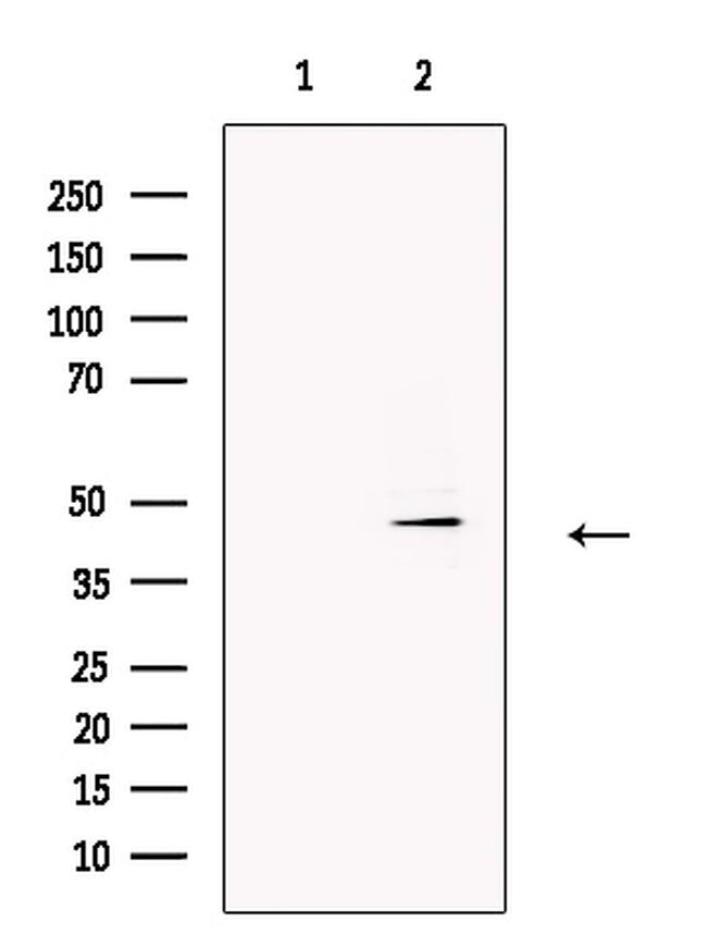 TROY Antibody in Western Blot (WB)