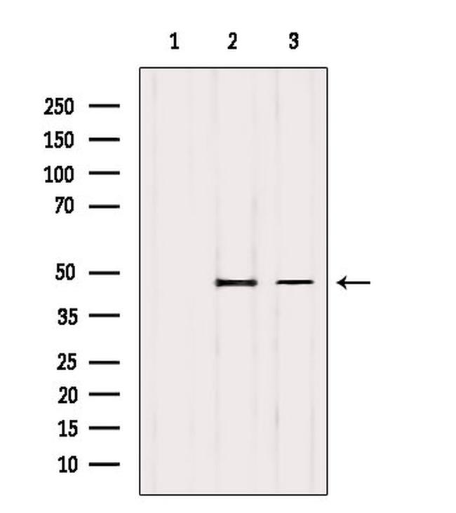 TSG101 Antibody in Western Blot (WB)