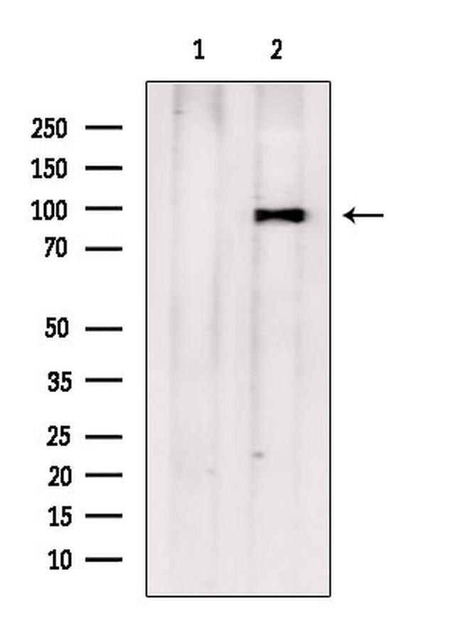 TTC7A Antibody in Western Blot (WB)