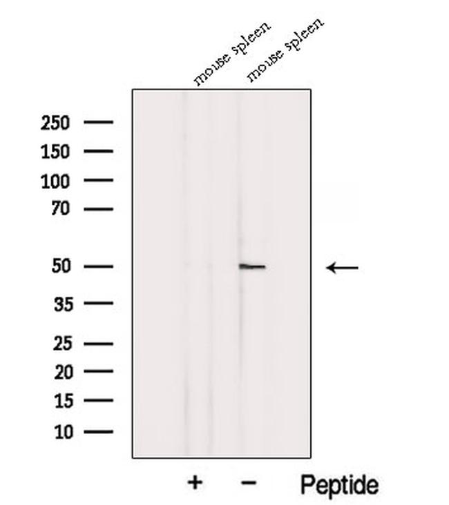 EAP2 Antibody in Western Blot (WB)