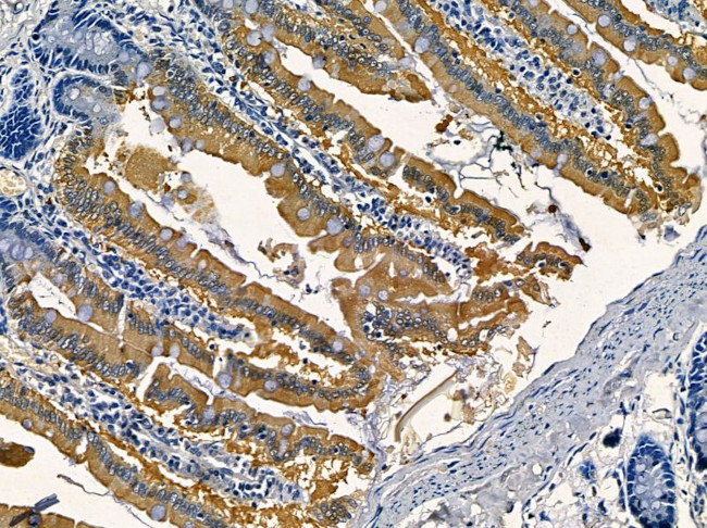 GCP5 Antibody in Immunohistochemistry (Paraffin) (IHC (P))