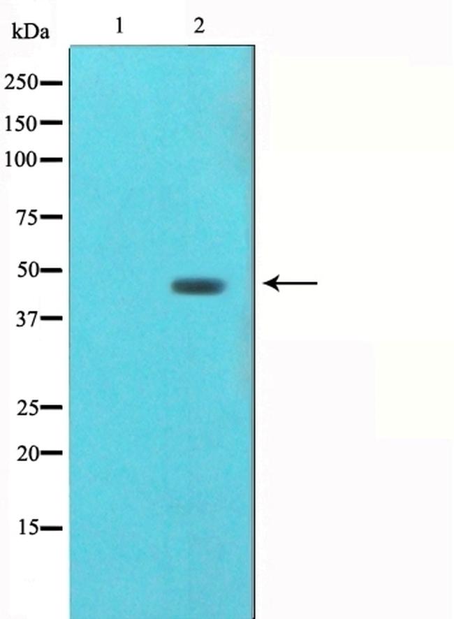 gamma Tubulin Antibody in Western Blot (WB)