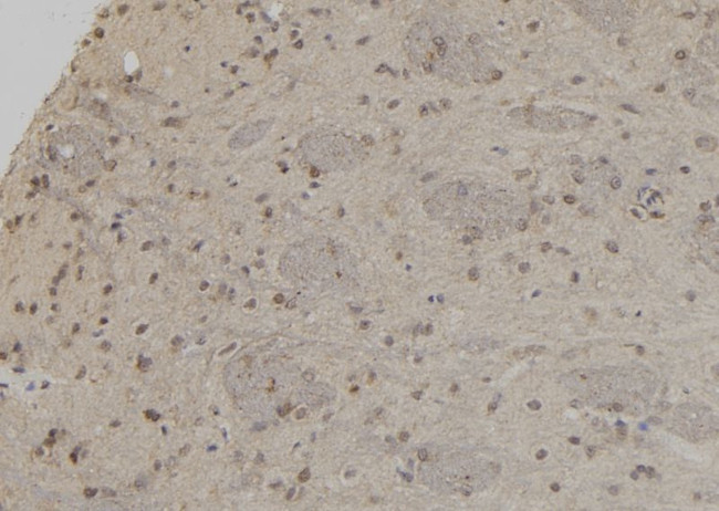 UBA3 Antibody in Immunohistochemistry (Paraffin) (IHC (P))