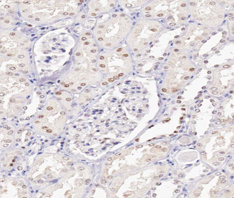 UBE1L Antibody in Immunohistochemistry (Paraffin) (IHC (P))