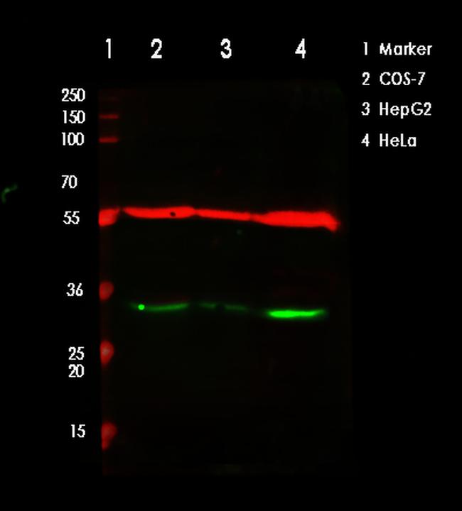 VDAC2 Antibody in Western Blot (WB)