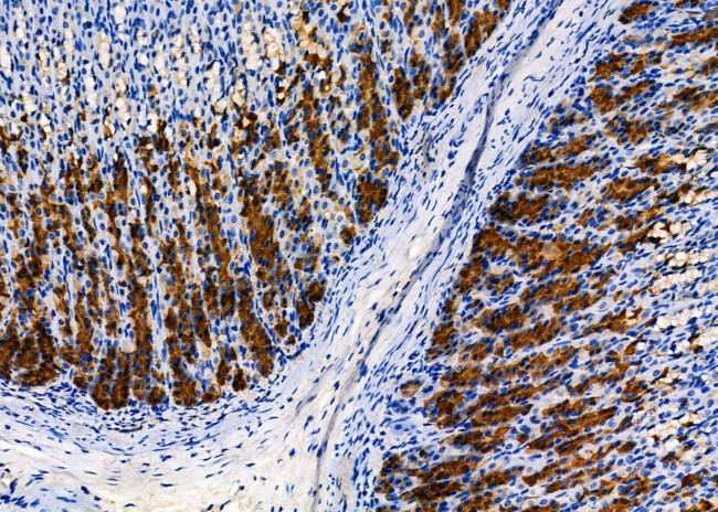 WARS Antibody in Immunohistochemistry (Paraffin) (IHC (P))