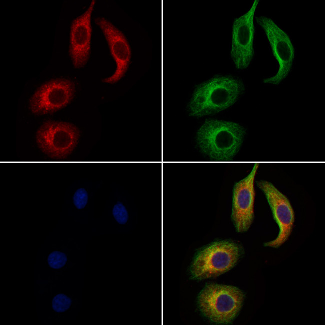 WNT3 Antibody in Immunocytochemistry (ICC/IF)