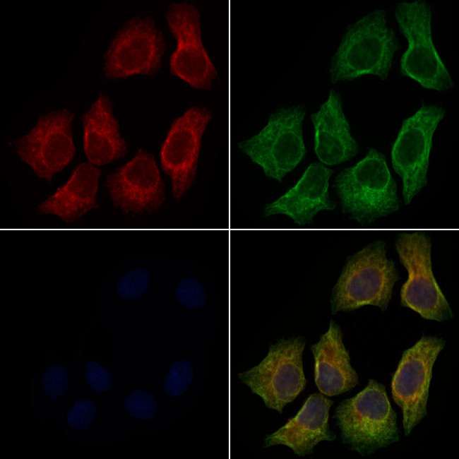 WNT9B Antibody in Immunocytochemistry (ICC/IF)