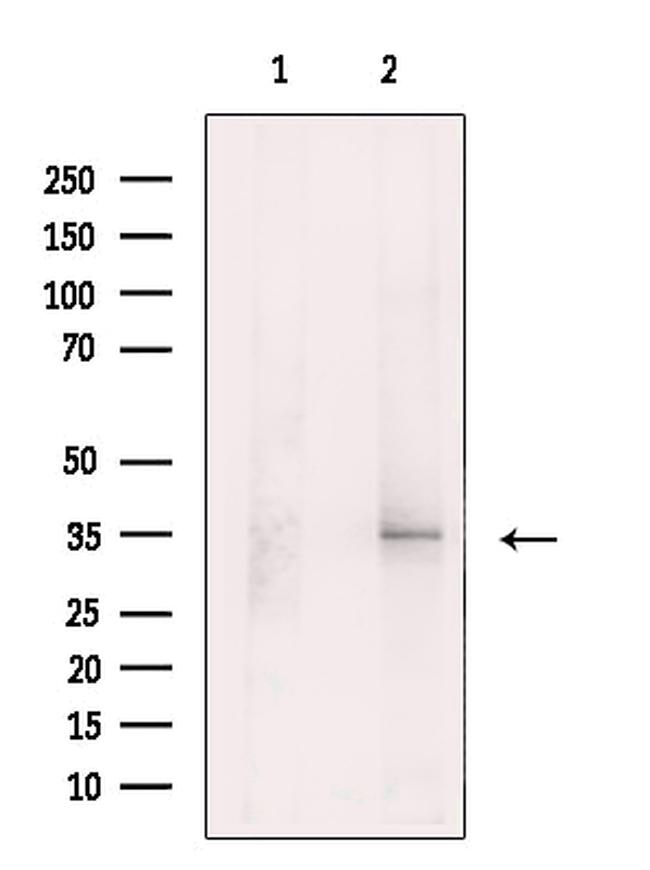 XAF1 Antibody in Western Blot (WB)